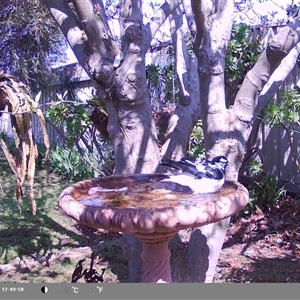 Grallina cyanoleuca at North Albury, NSW - suppressed