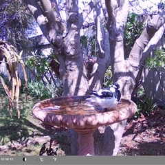 Grallina cyanoleuca at North Albury, NSW - suppressed
