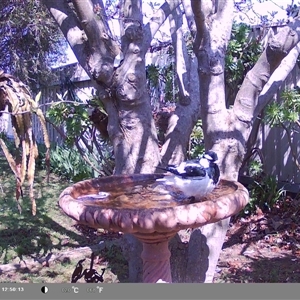 Grallina cyanoleuca at North Albury, NSW - suppressed