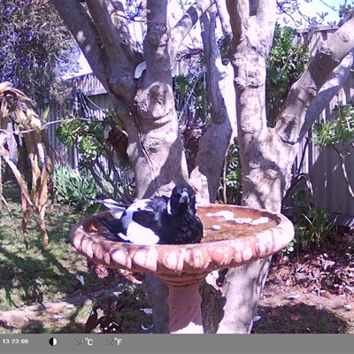 Gymnorhina tibicen (Australian Magpie) at North Albury, NSW - 10 Sep 2024 by Darcy