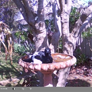 Gymnorhina tibicen at North Albury, NSW - suppressed