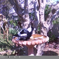 Gymnorhina tibicen at North Albury, NSW - suppressed