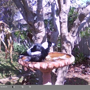 Gymnorhina tibicen at North Albury, NSW - suppressed