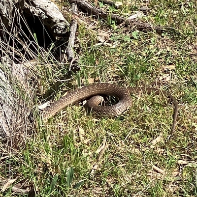 Pseudonaja textilis (Eastern Brown Snake) at Hall, ACT - 13 Sep 2024 by strigo