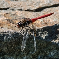 Orthetrum villosovittatum at Bundaberg North, QLD - 9 Jun 2024 by Petesteamer