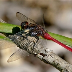 Orthetrum villosovittatum at Bundaberg North, QLD - 9 Jun 2024 03:21 PM