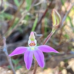 Caladenia carnea (Pink Fingers) at Hall Horse Paddocks - 13 Sep 2024 by strigo