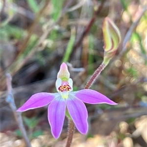 Caladenia carnea at Hall, ACT - 13 Sep 2024