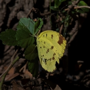 Eurema hecabe at Bundaberg North, QLD - 10 Jun 2024 12:31 PM