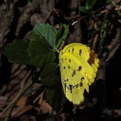 Eurema hecabe at Bundaberg North, QLD - 10 Jun 2024 12:31 PM