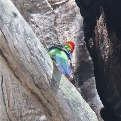 Platycercus eximius (Eastern Rosella) at Crace, ACT - 13 Sep 2024 by HappyWanderer