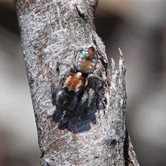 Maratus calcitrans (Kicking peacock spider) at Hall, ACT - 13 Sep 2024 by Anna123