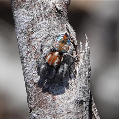 Maratus calcitrans (Kicking peacock spider) at Hall, ACT - 13 Sep 2024 by Anna123