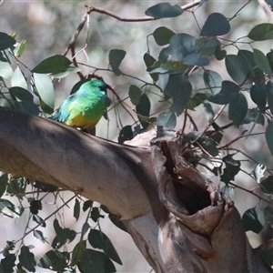 Psephotus haematonotus at Crace, ACT - 13 Sep 2024