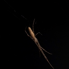 Theridiidae (family) at Bundaberg North, QLD - 11 Jun 2024 by Petesteamer