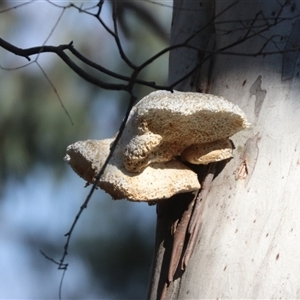 Laetiporus portentosus at Crace, ACT - 13 Sep 2024