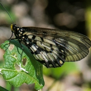 Acraea andromacha at Bundaberg North, QLD - 13 Jun 2024