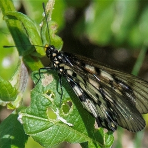 Acraea andromacha at Bundaberg North, QLD - 13 Jun 2024