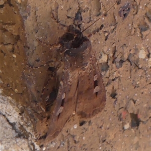 Agrotis infusa at Braemar, NSW - 13 Sep 2024