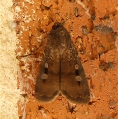 Agrotis infusa at Braemar, NSW - 13 Sep 2024