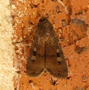 Agrotis infusa at Braemar, NSW - 13 Sep 2024 01:23 PM