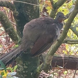 Menura novaehollandiae at Fitzroy Falls, NSW - 13 Sep 2024