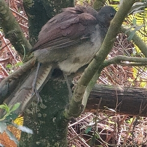 Menura novaehollandiae at Fitzroy Falls, NSW - 13 Sep 2024