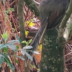 Menura novaehollandiae at Fitzroy Falls, NSW - 13 Sep 2024