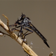 Cerdistus sp. (genus) (Slender Robber Fly) at Strathnairn, ACT - 8 Jan 2023 by KorinneM