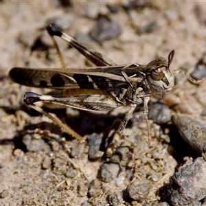 Oedaleus australis at Strathnairn, ACT - 8 Jan 2023 03:20 PM