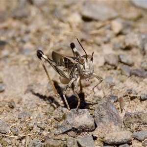 Oedaleus australis at Strathnairn, ACT - 8 Jan 2023 03:20 PM