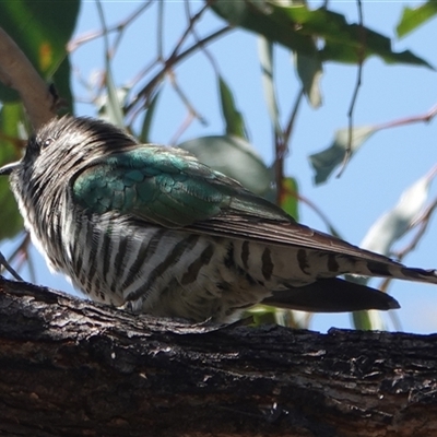 Chrysococcyx lucidus (Shining Bronze-Cuckoo) at Hall, ACT - 13 Sep 2024 by Anna123