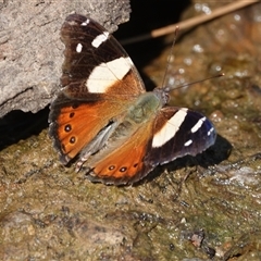 Vanessa itea (Yellow Admiral) at Hall, ACT - 13 Sep 2024 by Anna123