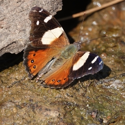 Vanessa itea (Yellow Admiral) at Hall, ACT - 13 Sep 2024 by Anna123