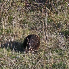 Tachyglossus aculeatus (Short-beaked Echidna) at Denman Prospect, ACT - 13 Sep 2024 by atticus