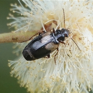 Sarothrocrepis civica at Hall, ACT - 11 Sep 2024 10:27 AM