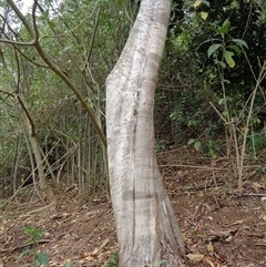 Unidentified Other Tree at Pappinbarra, NSW - 13 Sep 2024 by jonvanbeest