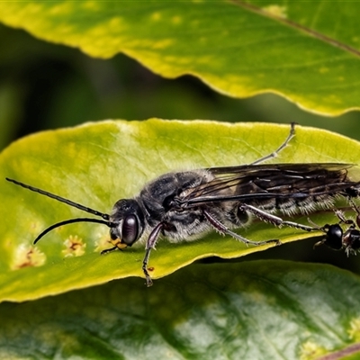 Tiphiidae (family) at Eden, NSW - 11 Sep 2024 by Roger