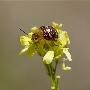 Paropsis pictipennis at Strathnairn, ACT - 8 Jan 2023