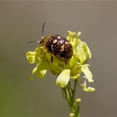 Paropsis pictipennis at Strathnairn, ACT - 8 Jan 2023