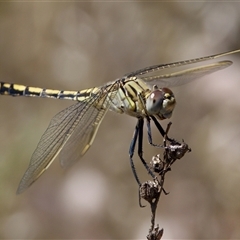 Orthetrum caledonicum (Blue Skimmer) at Strathnairn, ACT - 8 Jan 2023 by KorinneM