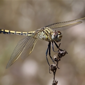 Orthetrum caledonicum at Strathnairn, ACT - 8 Jan 2023