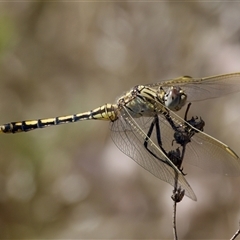 Orthetrum caledonicum at Strathnairn, ACT - 8 Jan 2023