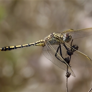 Orthetrum caledonicum at Strathnairn, ACT - 8 Jan 2023 03:27 PM