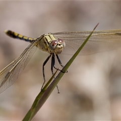 Orthetrum caledonicum at Strathnairn, ACT - 8 Jan 2023 03:27 PM