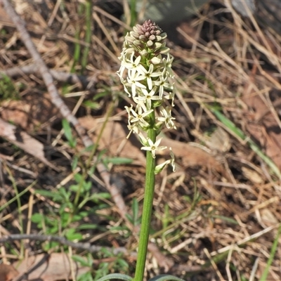 Stackhousia monogyna (Creamy Candles) at Kambah, ACT - 13 Sep 2024 by LineMarie