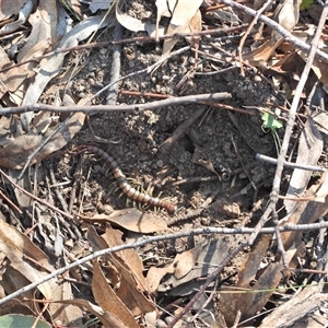 Cormocephalus aurantiipes at Kambah, ACT - 13 Sep 2024