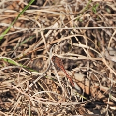 Diplacodes bipunctata (Wandering Percher) at Kambah, ACT - 13 Sep 2024 by LineMarie