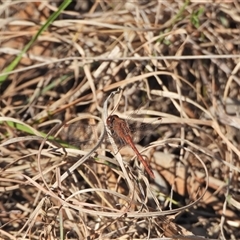 Diplacodes bipunctata (Wandering Percher) at Kambah, ACT - 13 Sep 2024 by LinePerrins