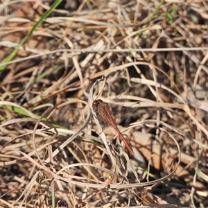 Diplacodes bipunctata at Kambah, ACT - 13 Sep 2024 02:19 PM